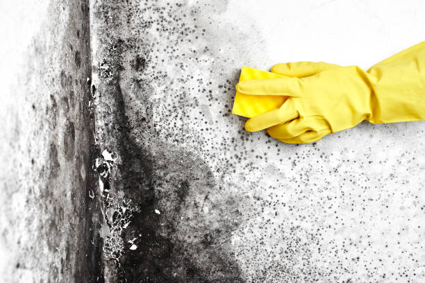 Best Mold Odor Removal Services  in White Marsh, MD