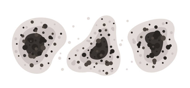 Best Forensic Mold Investigation  in White Marsh, MD