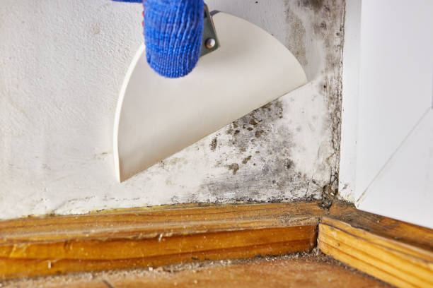 Mold Documentation for Insurance Claims in White Marsh, MD